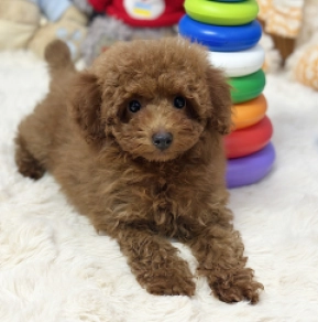 Maltipoo puppy for sale