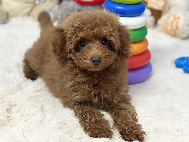 Maltipoo puppy for sale
