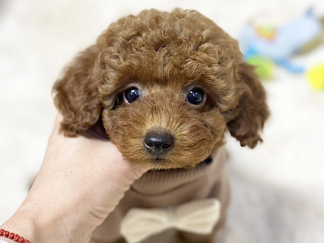 Maltipoo puppy for sale
