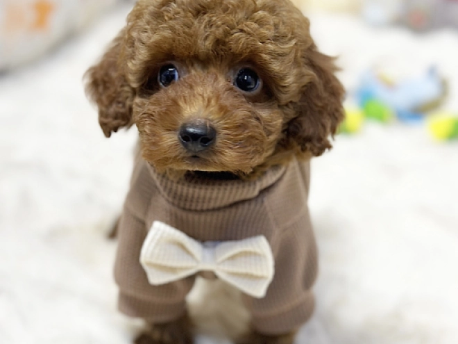 Maltipoo puppy for sale