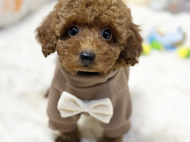 Maltipoo puppy for sale