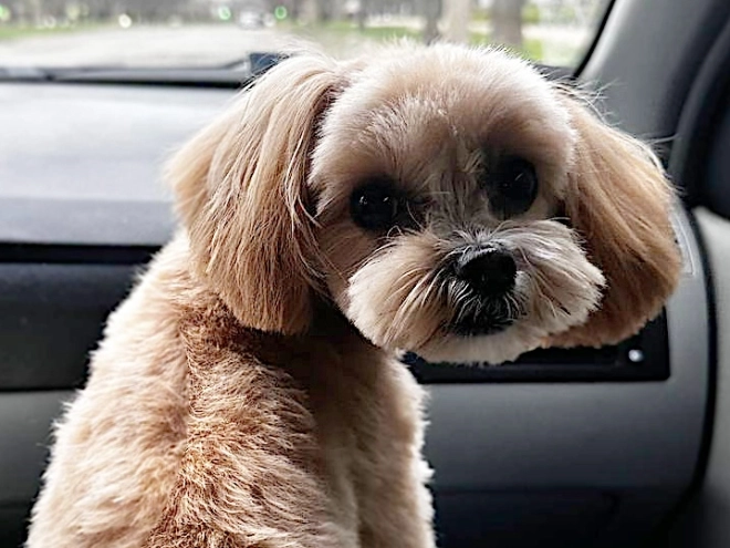 Maltipoo puppy for sale