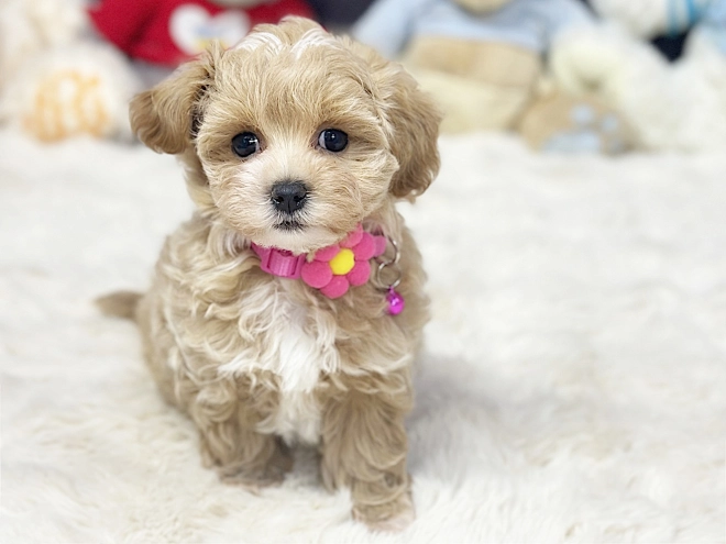 Maltipoo puppy for sale