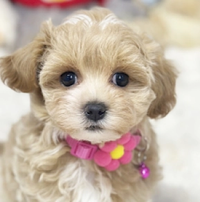 Maltipoo puppy for sale