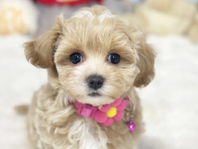 Maltipoo puppy for sale