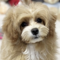 Miya, fawn Maltipoo en venta