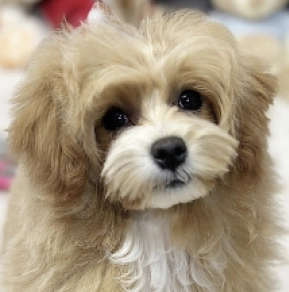 Maltipoo puppy for sale