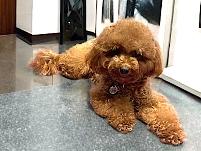 Maltipoo puppy for sale