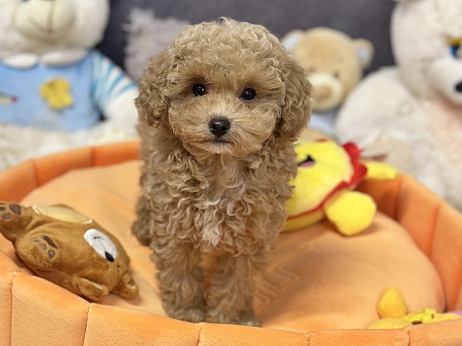 Maltipoo Welpe kaufen