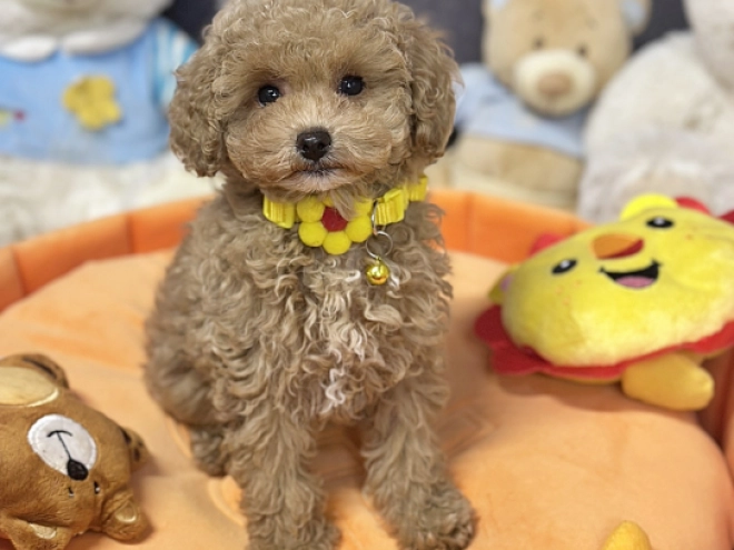 Maltipoo Welpe kaufen