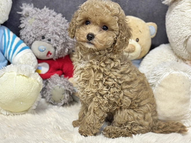 Maltipoo Welpe kaufen