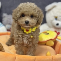 Liliana, brown Maltipoo for sale