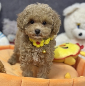 Maltipoo Welpe kaufen