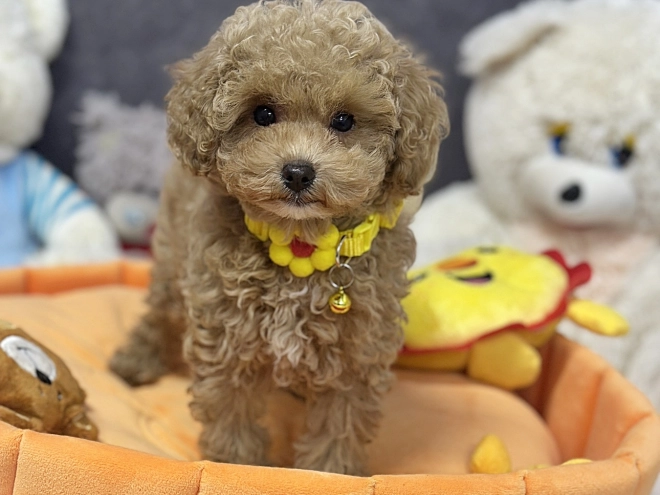 Maltipoo Welpe kaufen