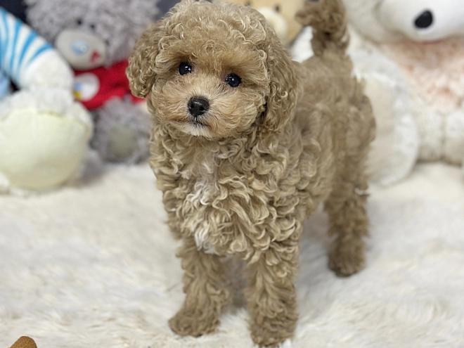 Maltipoo Welpe kaufen