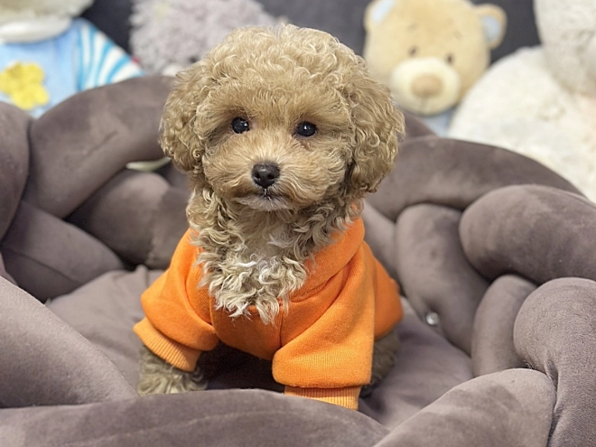 Maltipoo Welpe kaufen