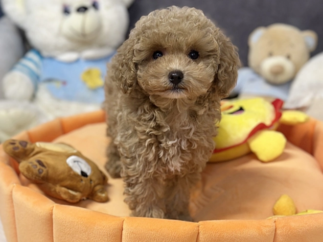 Maltipoo Welpe kaufen
