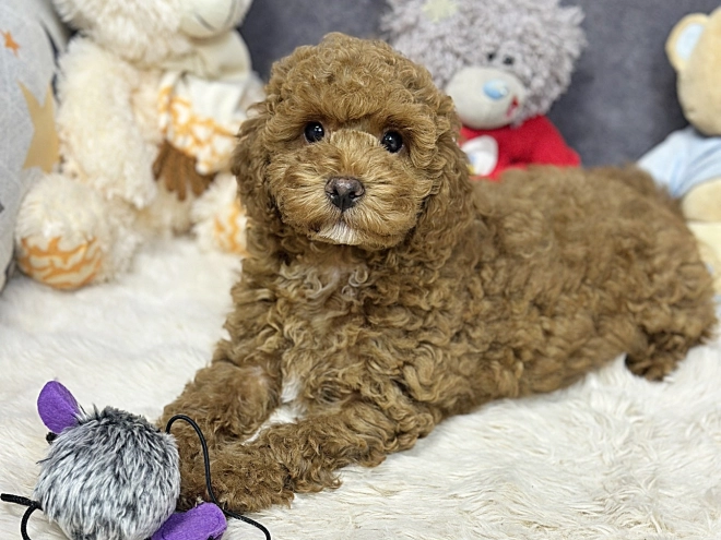 Perros Maltipoo en venta