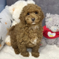 Brandon, brown Maltipoo for sale