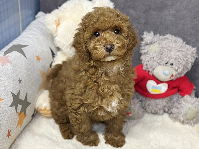 Perros Maltipoo en venta