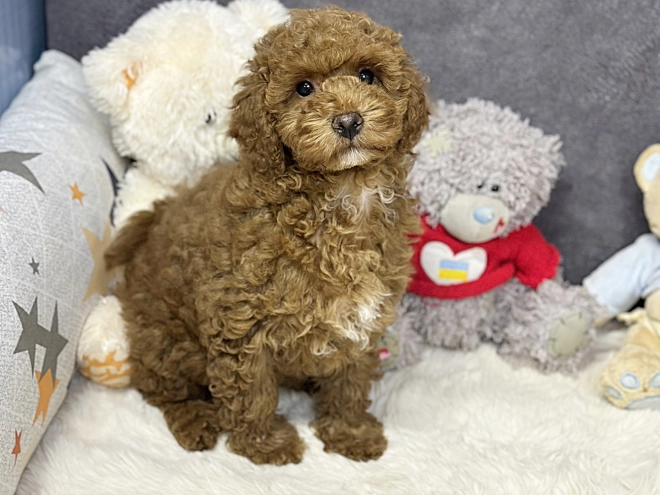 Perros Maltipoo en venta