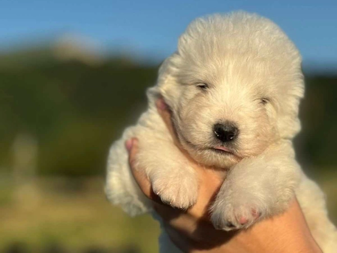 Perros Maremma Abruzzo Sheepdog en venta