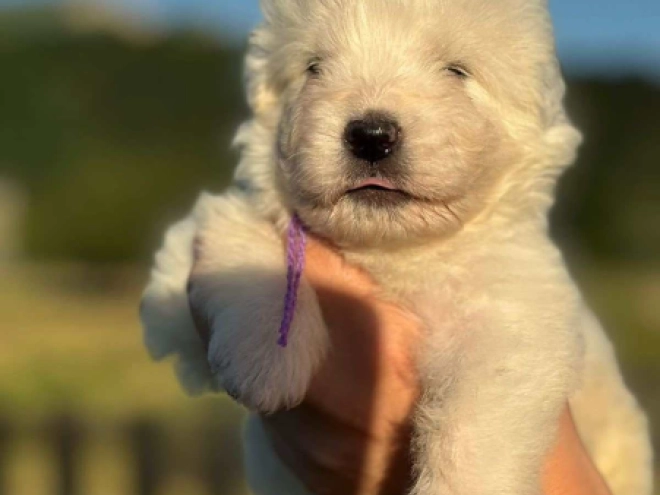 Perros Maremma Abruzzo Sheepdog en venta