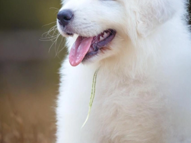 Perros Maremma Abruzzo Sheepdog en venta