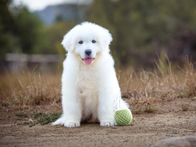 Perros Maremma Abruzzo Sheepdog en venta