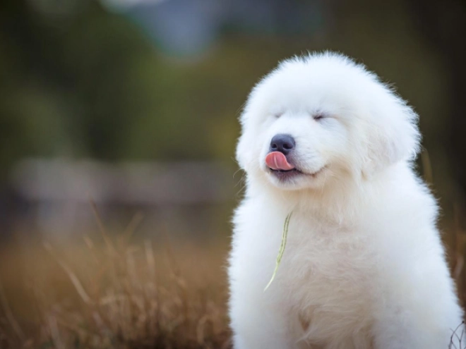 Perros Maremma Abruzzo Sheepdog en venta