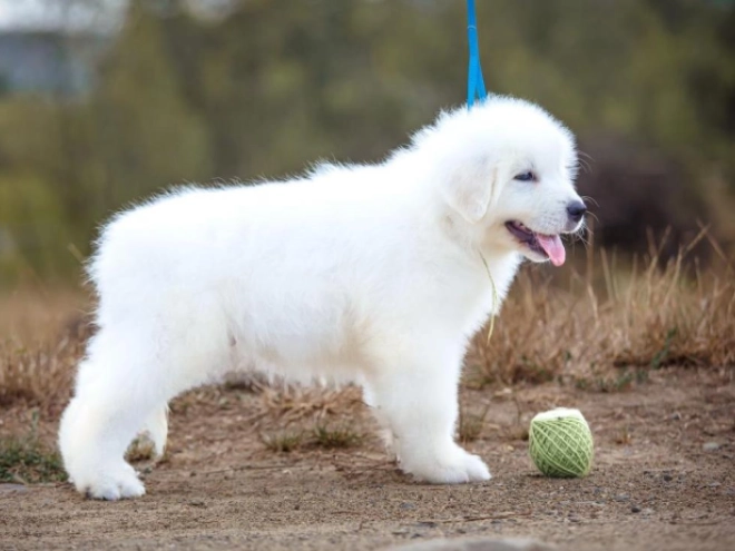 Perros Maremma Abruzzo Sheepdog en venta