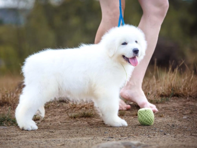 Perros Maremma Abruzzo Sheepdog en venta