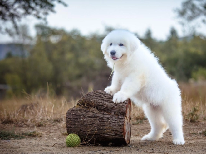 Perros Maremma Abruzzo Sheepdog en venta