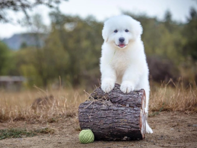 Perros Maremma Abruzzo Sheepdog en venta