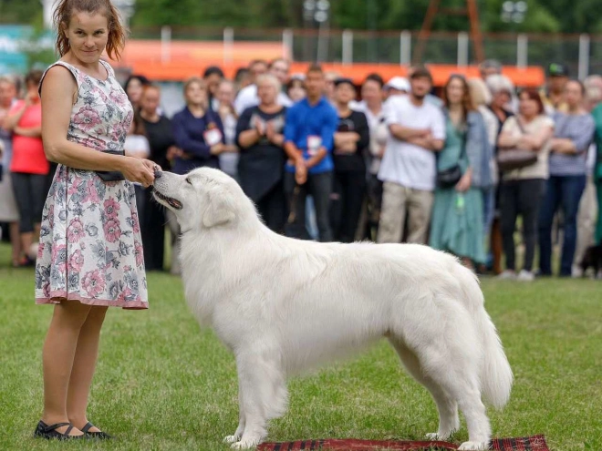 Maremma Abruzzo Sheepdog puppy for sale