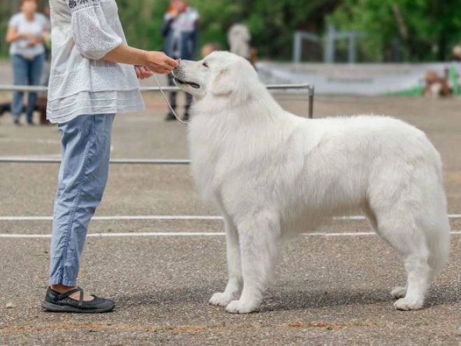Maremma Abruzzo Sheepdog puppy for sale