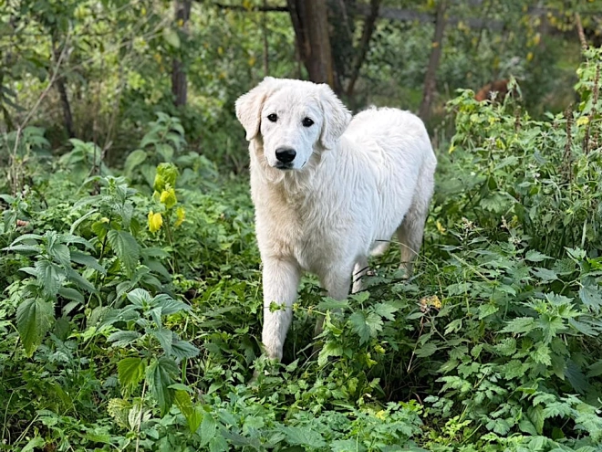 Maremma Abruzzo Sheepdog Welpe kaufen