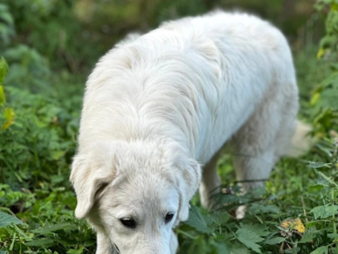Maremma Abruzzo Sheepdog Welpe kaufen