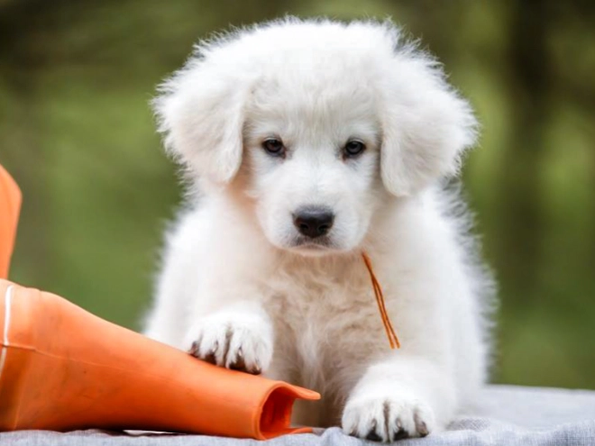 Maremma Abruzzo Sheepdog Welpe kaufen
