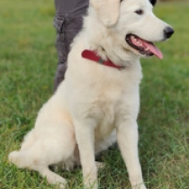 Clarissa, white Maremma Abruzzo Sheepdog Welpen kaufen