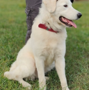 Perros Maremma Abruzzo Sheepdog en venta