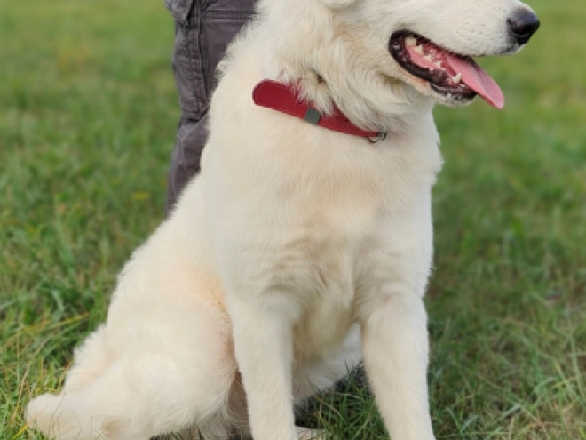 Maremma Abruzzo Sheepdog Welpe kaufen