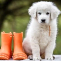 Clarissa, white Maremma Abruzzo Sheepdog Welpen kaufen