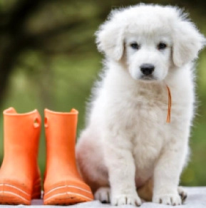 Clarissa, white Maremma Abruzzo Sheepdog for sale