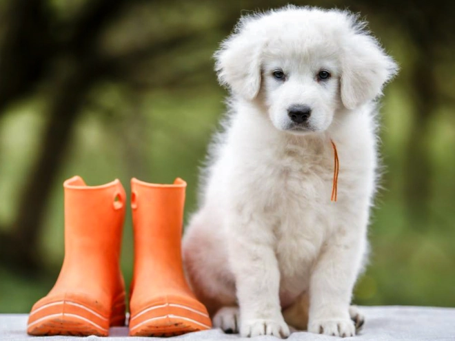 Maremma Abruzzo Sheepdog Welpe kaufen