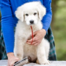 Mary, white Maremma Abruzzo Sheepdog Welpen kaufen