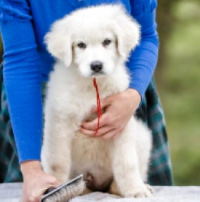 Maremma Abruzzo Sheepdog puppy for sale