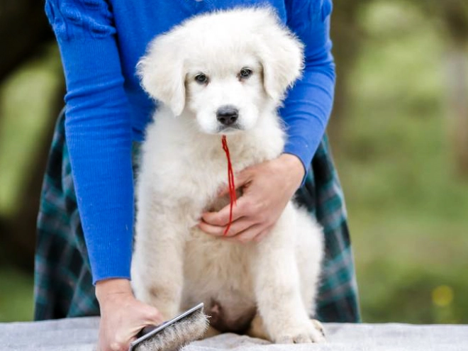 Maremma Abruzzo Sheepdog Welpe kaufen