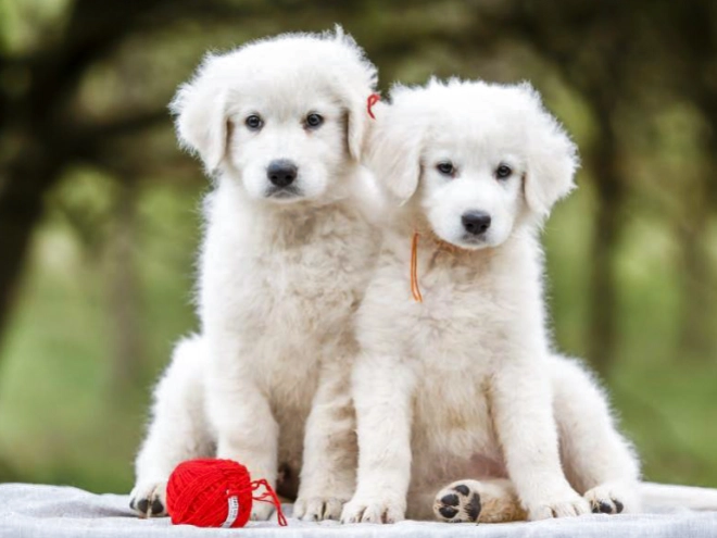 Maremma Abruzzo Sheepdog Welpe kaufen