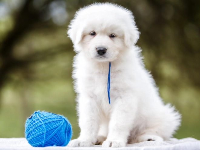 Maremma Abruzzo Sheepdog puppy for sale